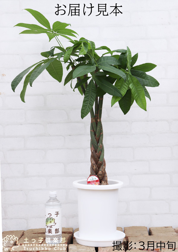 パキラ お届け見本