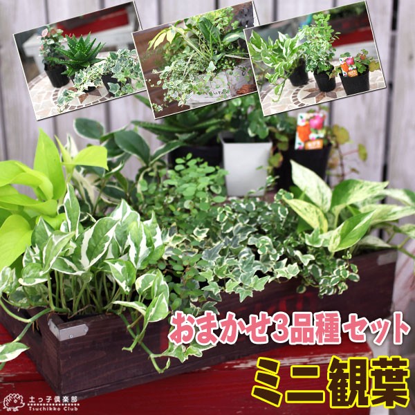 ミニ観葉植物「３品種」セット
