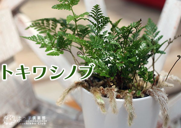 トキワシノブ苗B 楽天市場】トキワシノブ 【石化】 3.5号ポット苗 : 苗木部 by 花