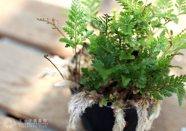 トキワシノブ苗B トキワシノブ苗B