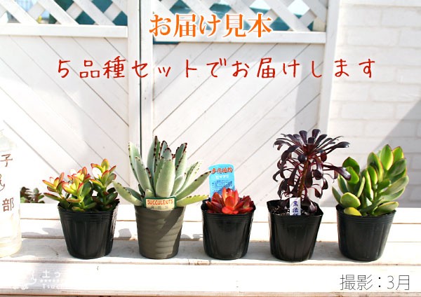 多肉植物 5品種セット 』9cmポット苗 （ 火祭り / 黒法師 月兎耳