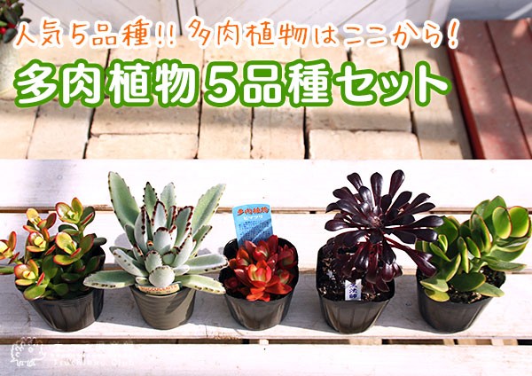 多肉植物 5品種セット 』9cmポット苗 （ 火祭り / 黒法師 月兎耳