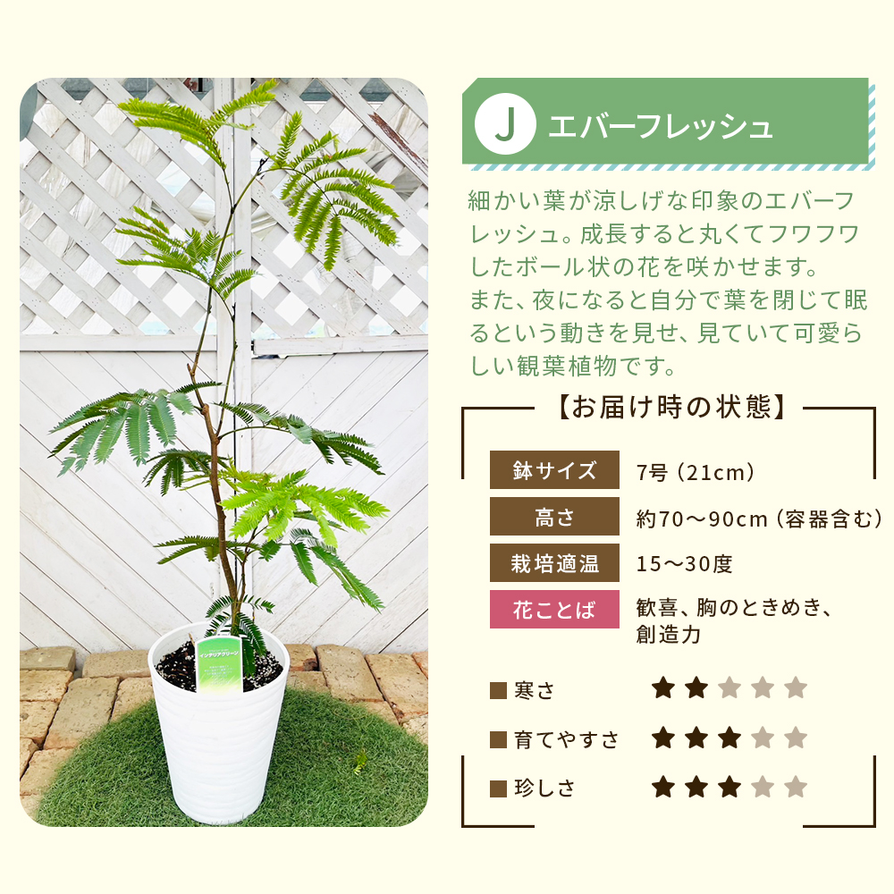 【選べる7品種】観葉植物7号鉢