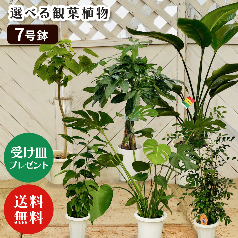 【選べる7品種】観葉植物7号鉢