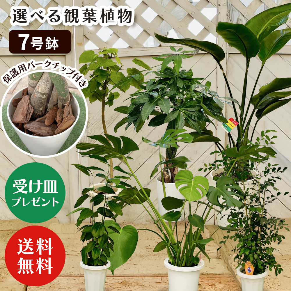 選べる7品種】 観葉植物7号鉢 (鉢カバーなし)+保護用バークチップ
