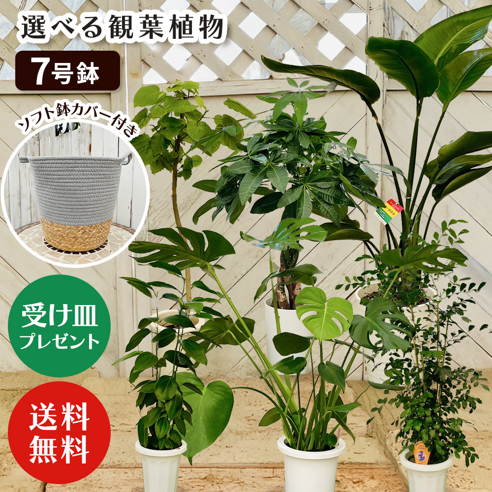選べる7品種】観葉植物7号鉢 +鉢カバー ブルー フィカス ウンベラータ