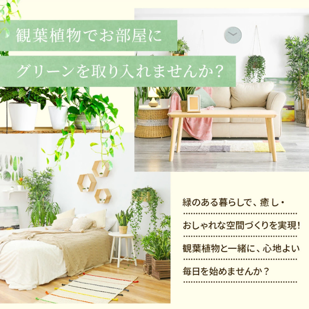 【選べる7品種】観葉植物7号鉢