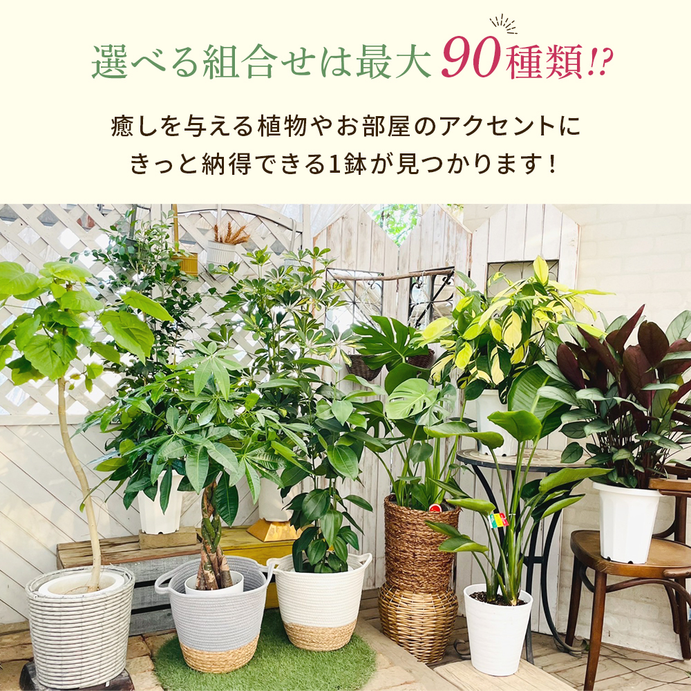 【選べる7品種】観葉植物7号鉢