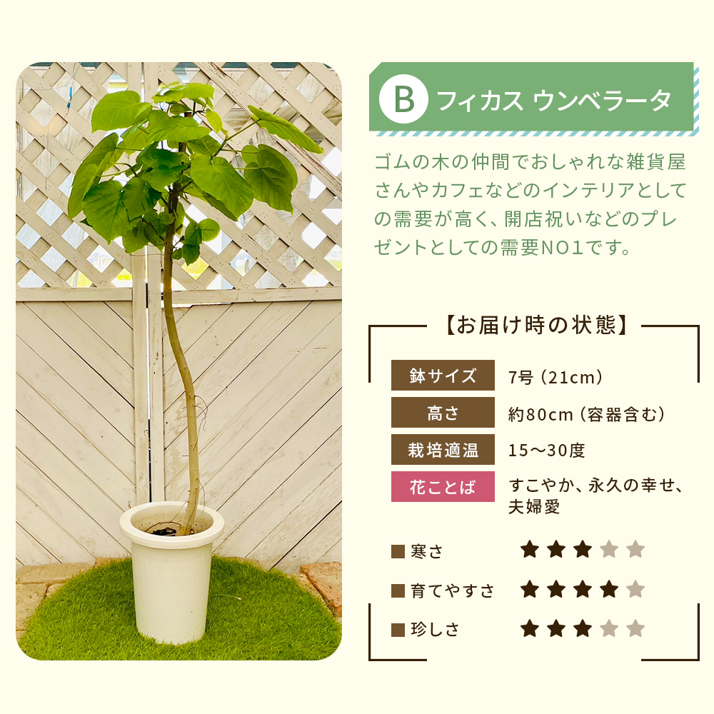 【選べる7品種】観葉植物7号鉢