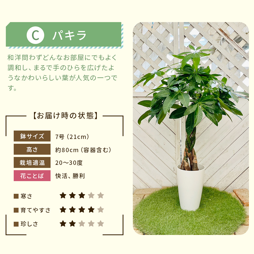 【選べる7品種】観葉植物7号鉢