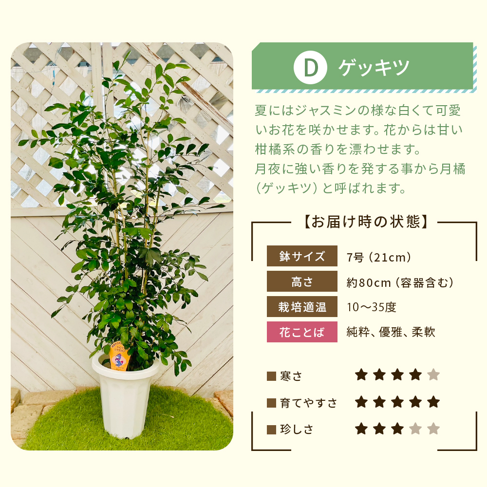 【選べる7品種】観葉植物7号鉢