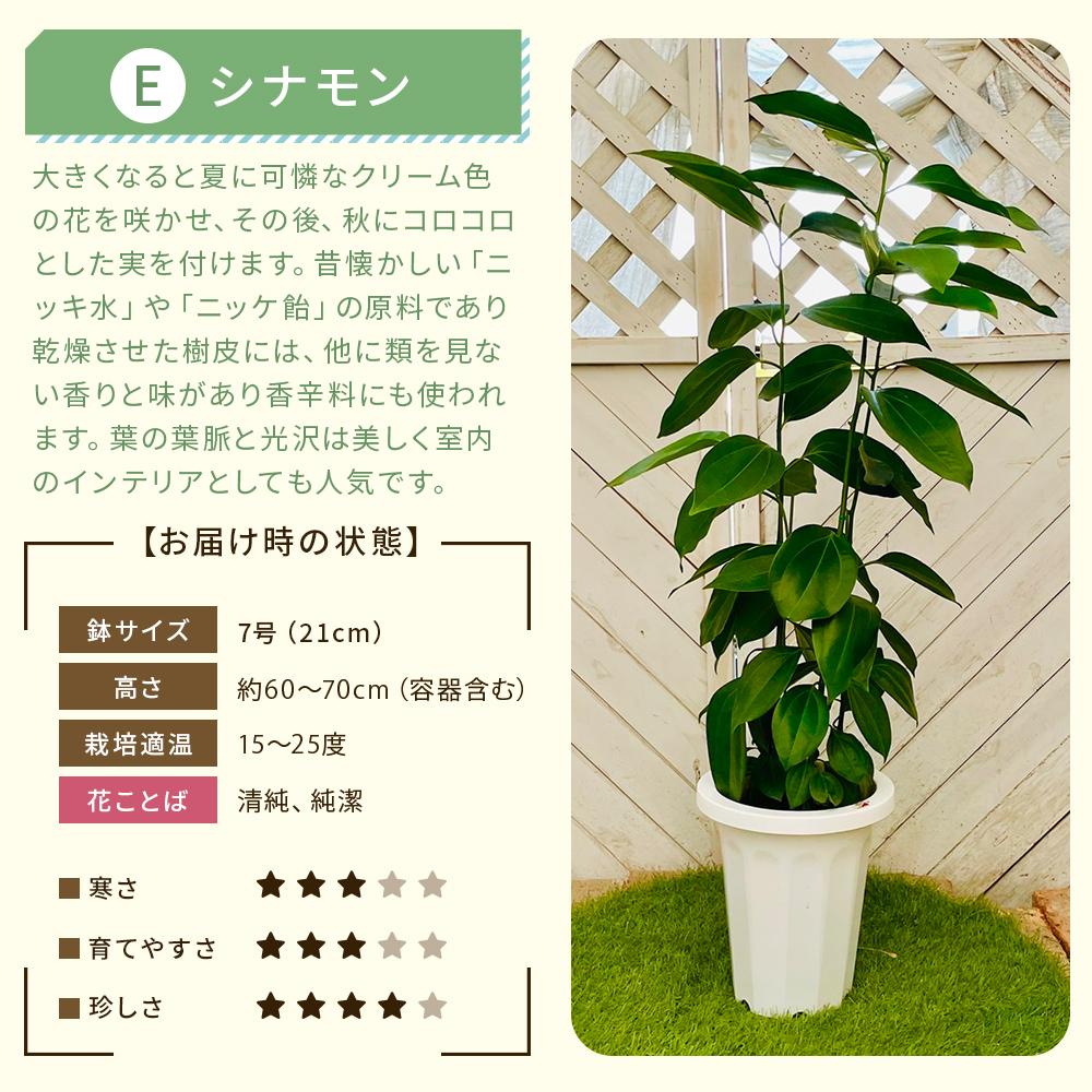 【選べる7品種】観葉植物7号鉢