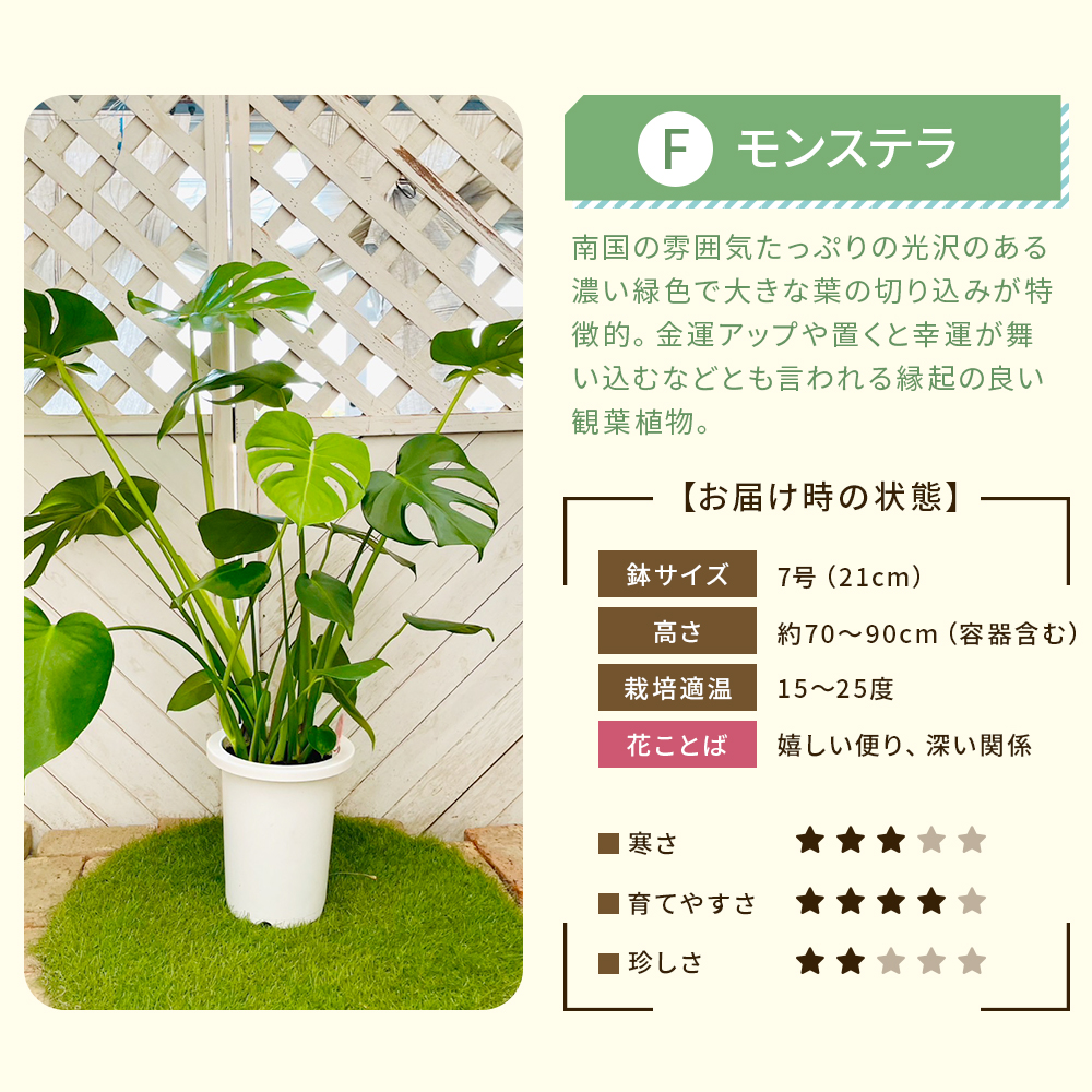 【選べる7品種】観葉植物7号鉢
