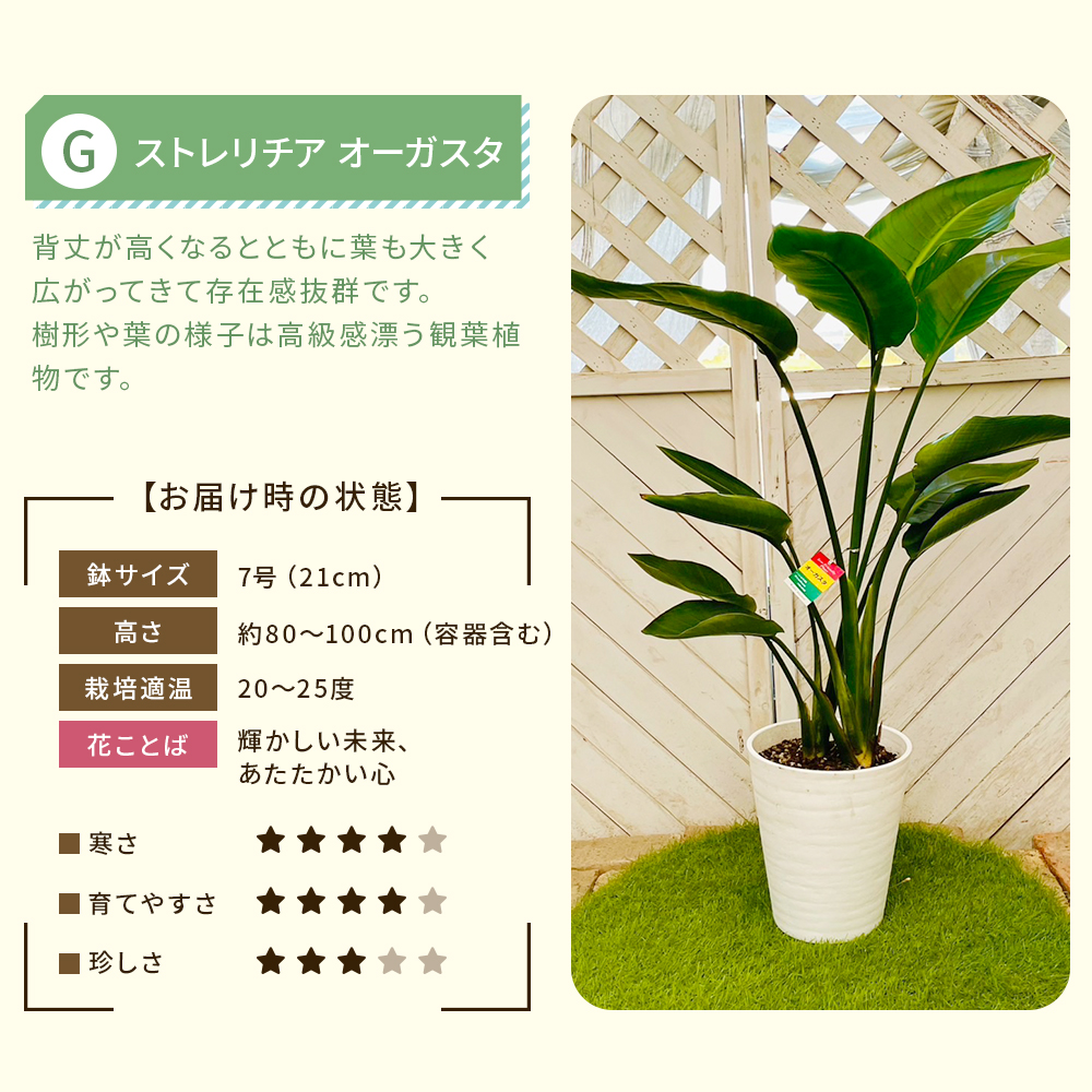【選べる7品種】観葉植物7号鉢