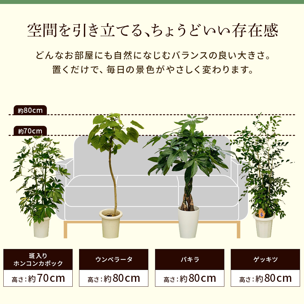 【選べる7品種】観葉植物7号鉢