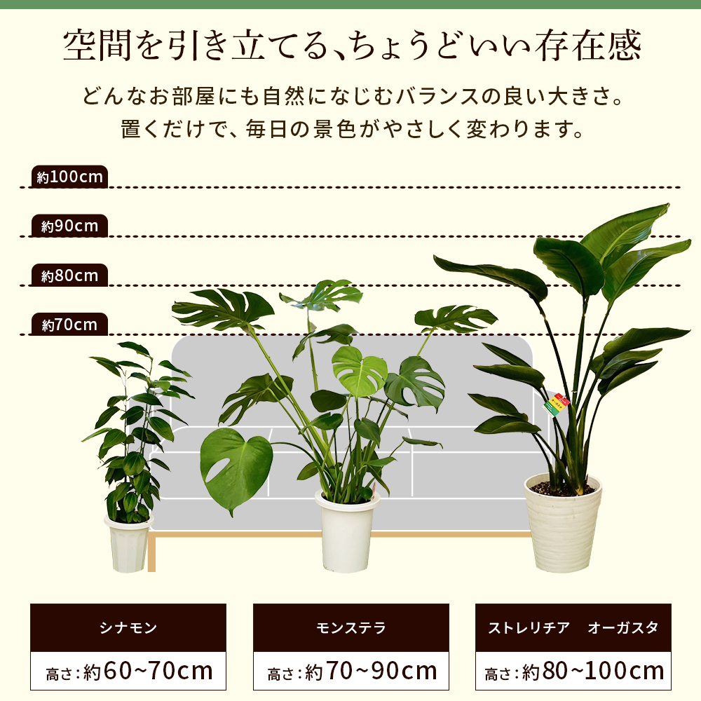 【選べる7品種】観葉植物7号鉢
