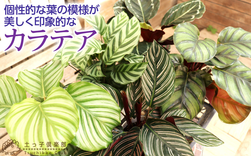 観葉植物 カラーリーフ 『 カラテア 』 12cm鉢植え 【選べる5品種