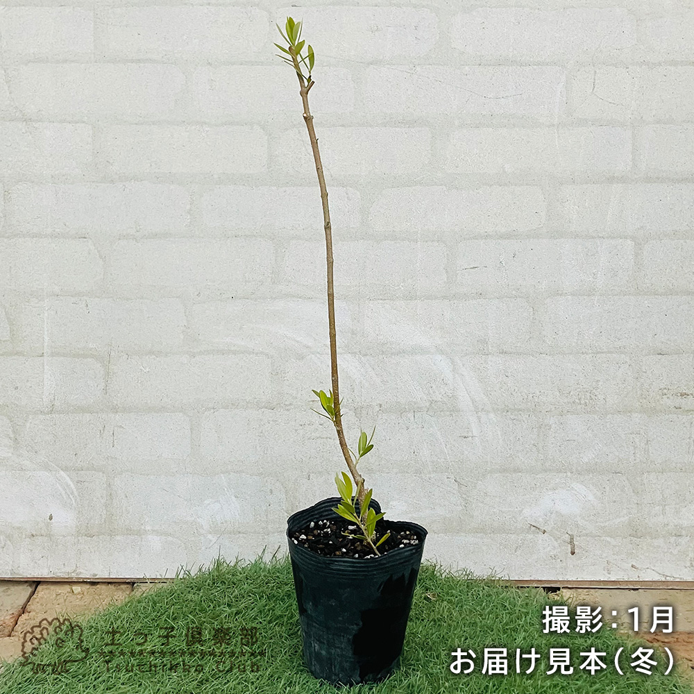 アウトレット オリーブ