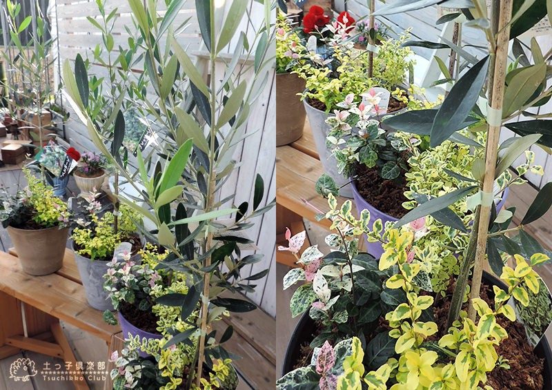 オリーブと季節の寄せ植え