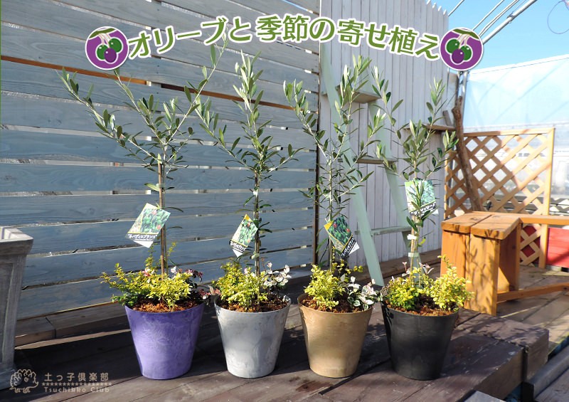 オリーブと季節の寄せ植え