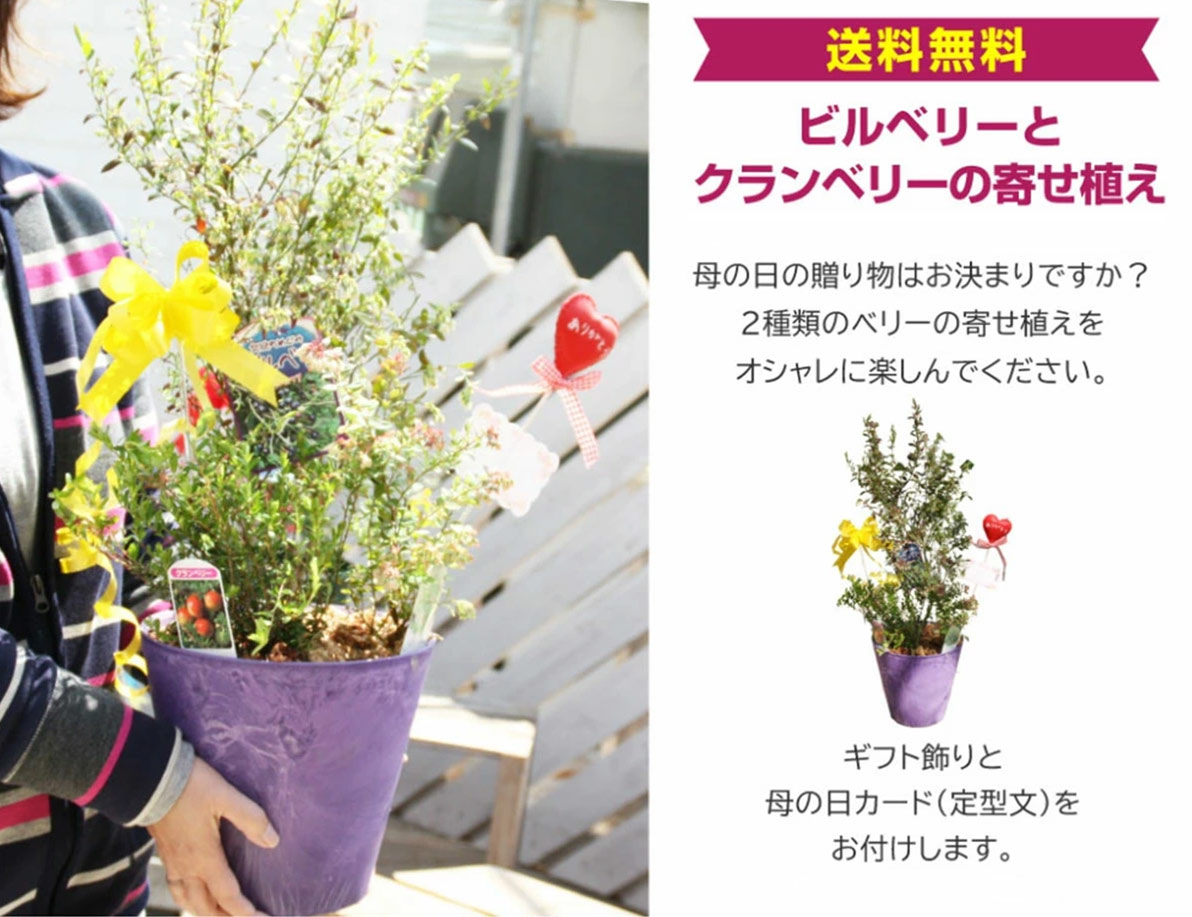 ビルベリーとクランベリーの寄せ植え