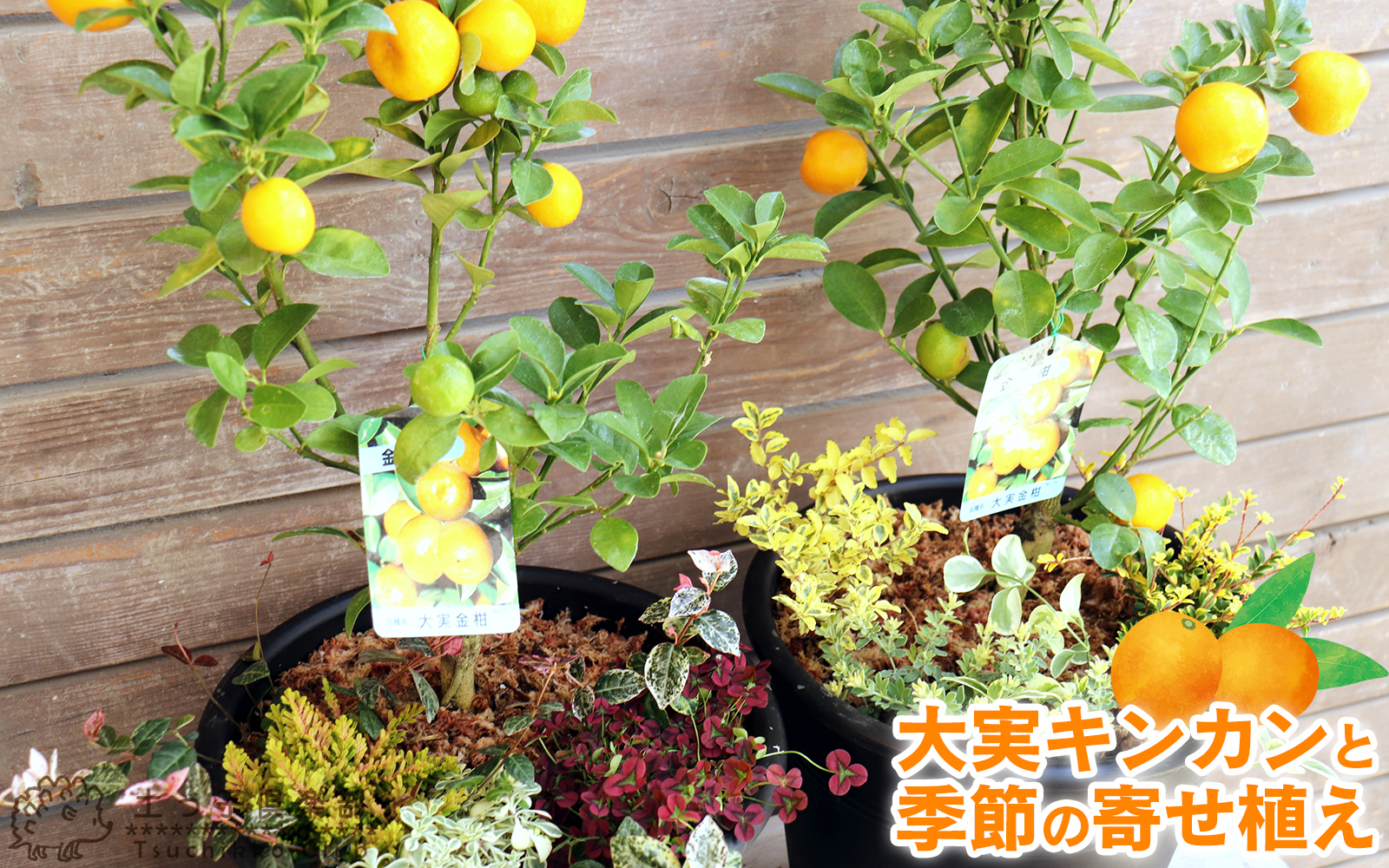 実付き!!『大実キンカンと季節の寄せ植え』30cm（10号）【 送料無料
