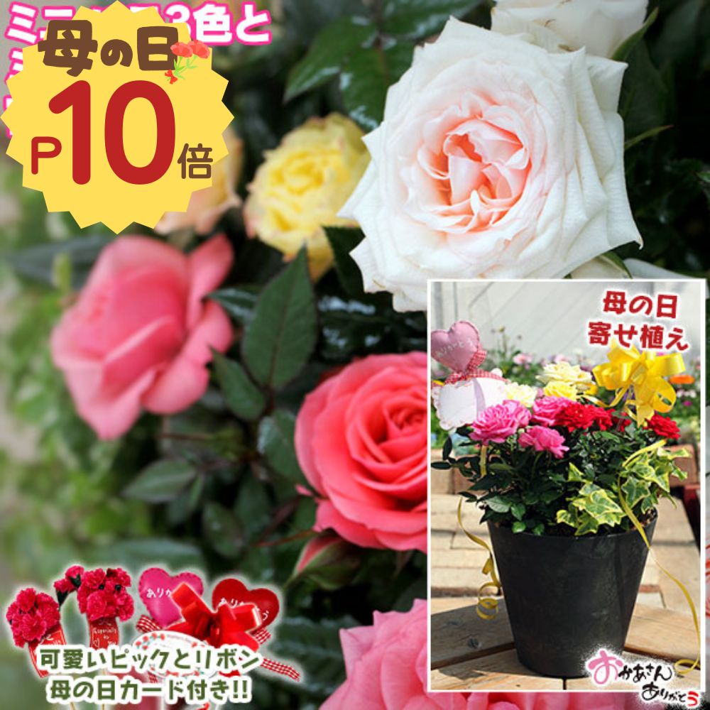 ミニバラとミニ観葉の寄せ植え
