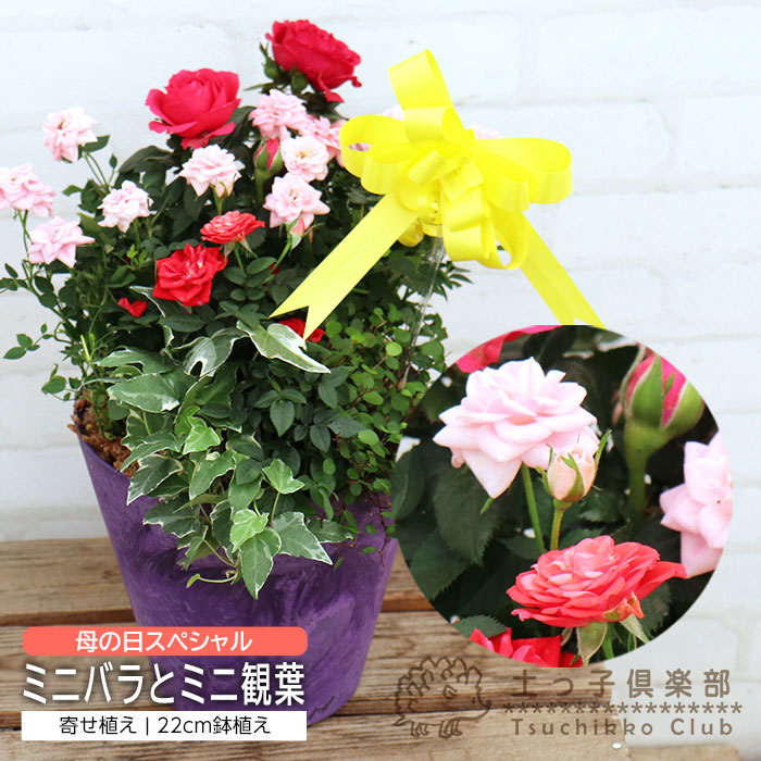母の日 ミニバラ 3色と ミニ観葉 の 寄せ植え アートストーン 22cm