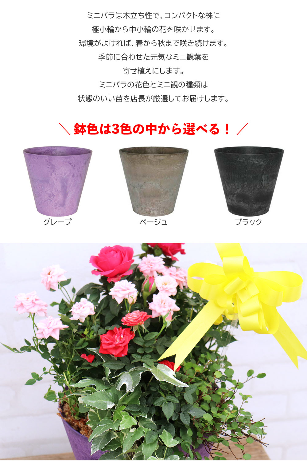 ミニバラとミニ観葉の寄せ植え