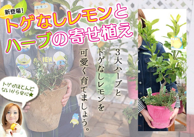 トゲなしレモンとハーブの寄せ植え