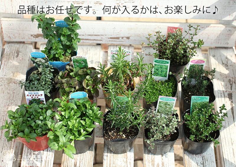 トゲなしレモンとハーブの寄せ植え