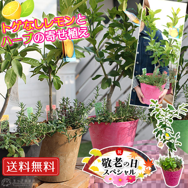 �y �h�V�̓� �z�g�Q�Ȃ��������ƃn�[�u�̊񂹐A�� �i���������A�t�N���E�s�b�N�t���j�@�h�V�̓� �y Yahoo�V���b�s���O ���� �엿�t �z �M�t�g ���蕨 ��������