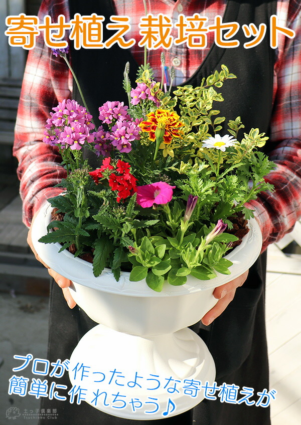 花苗と肥料と土と鉢が付いてこの価格！『 寄せ植え 栽培セット