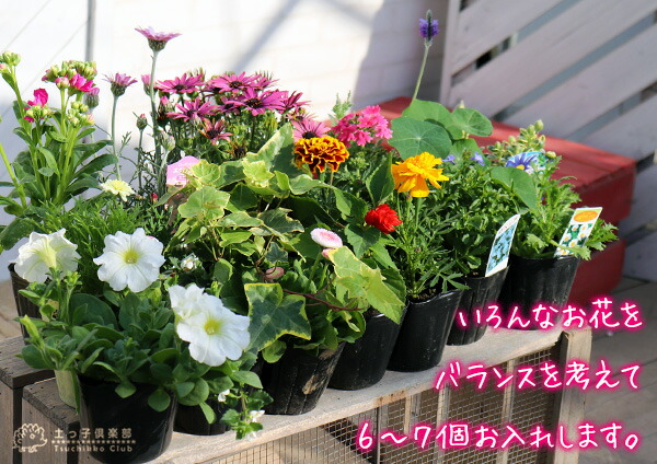 寄せ植え 栽培セット 【 送料無料 】【 選べる鉢型 】寄せ植え