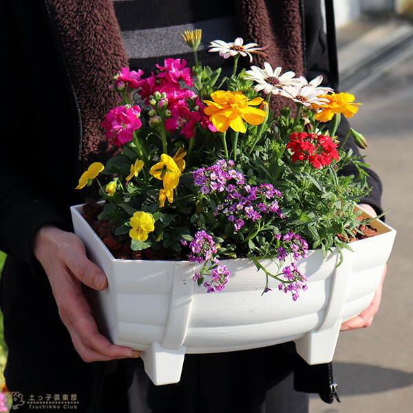 花苗と肥料と土と鉢が付いてこの価格！『 寄せ植え 栽培セット