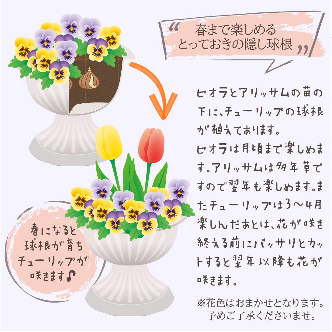 ビオラ と アリッサム の 寄せ植えフラワーカップ ( 隠し チューリップ