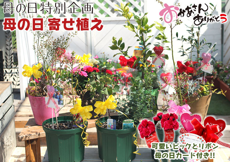 花と緑の専門店 土っ子倶楽部 母の日の寄せ植え イベント Yahoo ショッピング