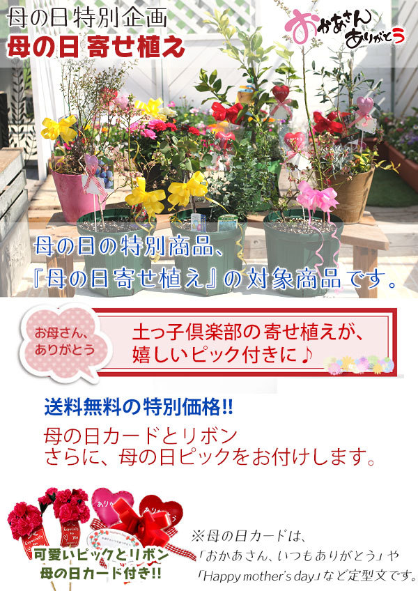 母の日寄せ植え 説明