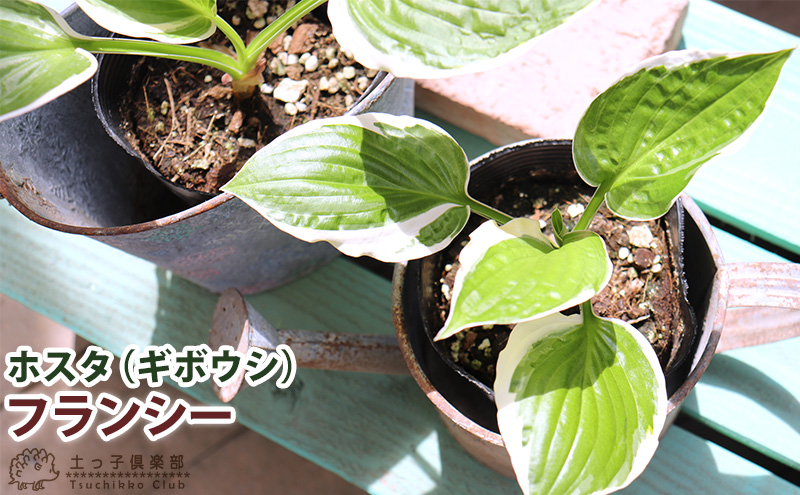 ホスタ （ ギボウシ ） フランシー 10.5cmポット苗 : 花と緑の専門店