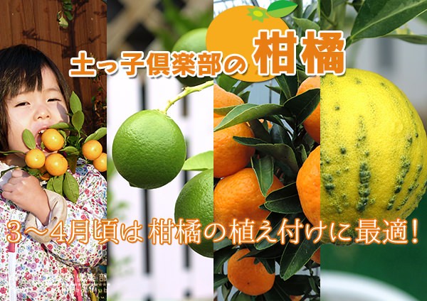 柑橘