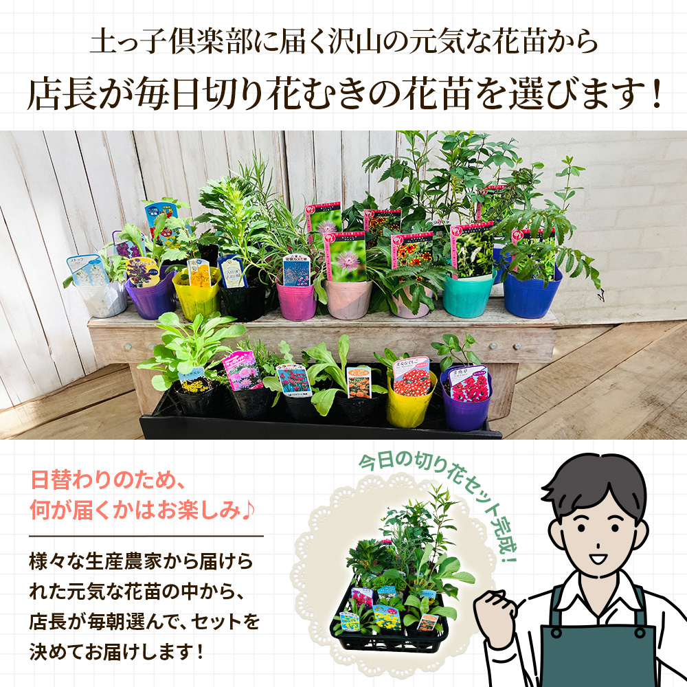 季節の切り花12苗セット