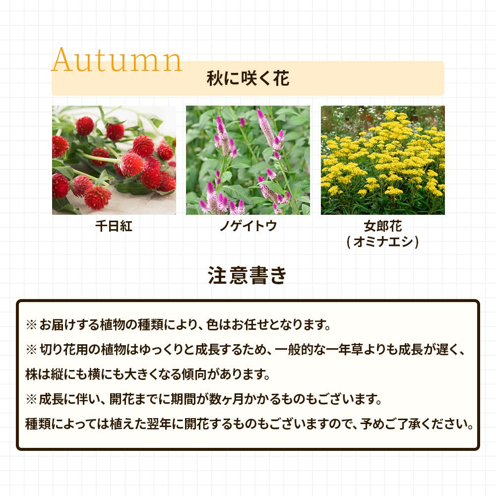 季節の切り花12苗セット