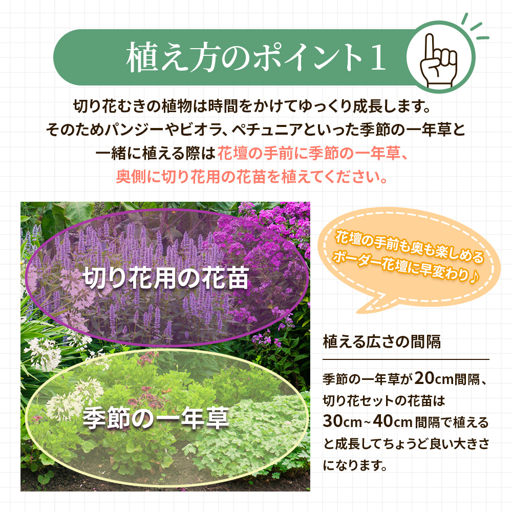 季節の切り花12苗セット