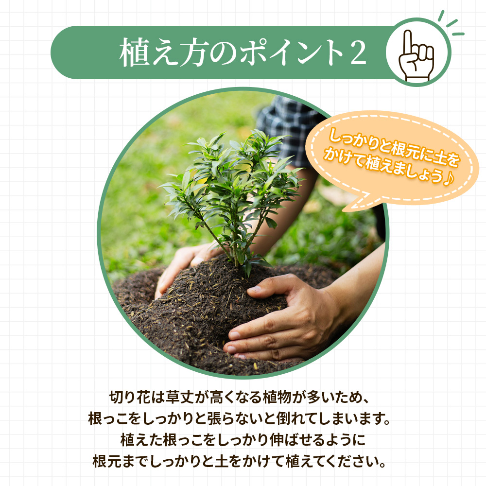 季節の切り花12苗セット