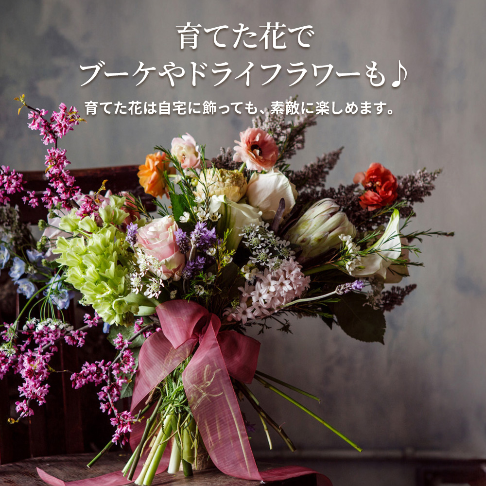 季節の切り花12苗セット