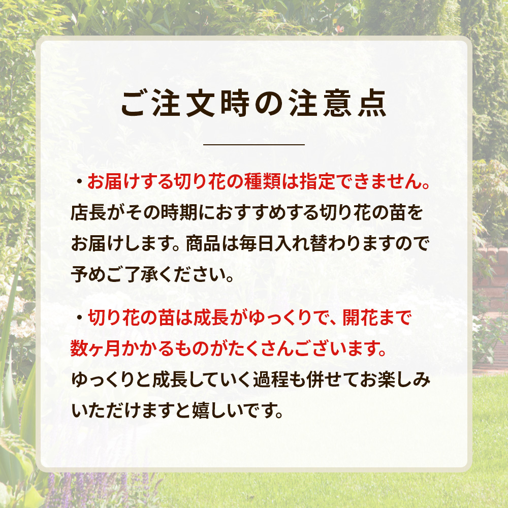 季節の切り花12苗セット