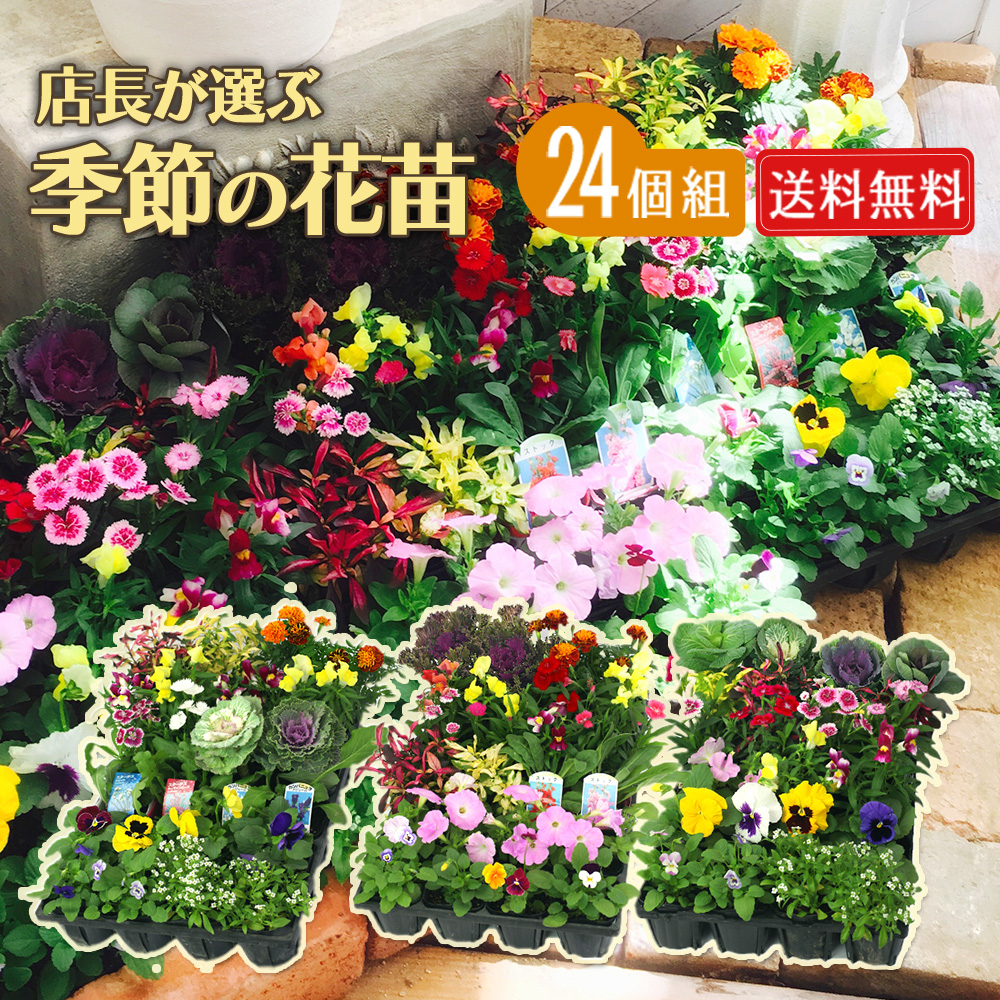季節の花苗 秋冬24苗セット 【 送料無料 】（ パンジー ビオラ