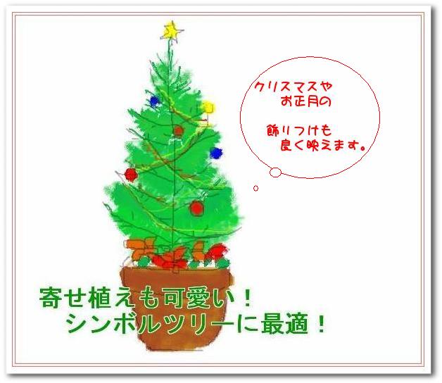 返品交換不可 クリスマスツリー クリスマス 樹脂ポットgreen クリスマスツリー コニファー チェッカーベリー 季節の花寄せ植え ガーデニング 玄関 ブルーバード コニファー クリスマスツリー 生花 Luxuryvacationclublvc Com