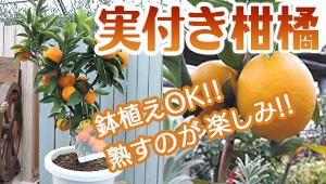 実付き柑橘