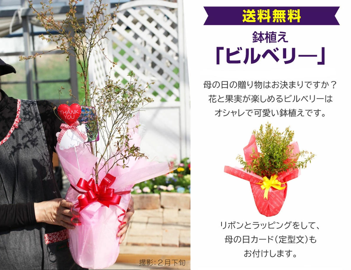 鉢植えビルベリ―